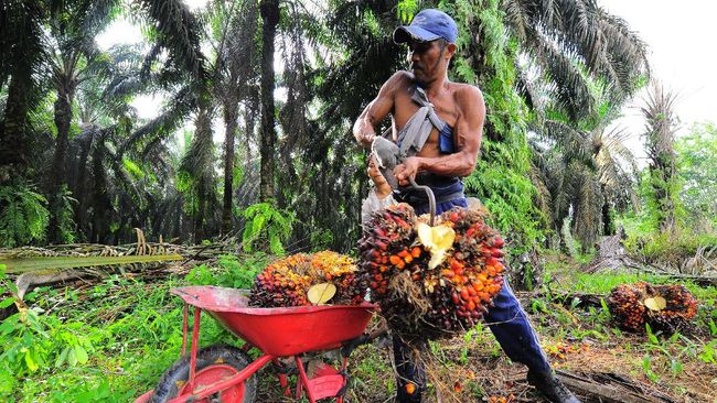 Pemerintah Gelontorkan Rp5,34 T untuk Remajakan Sawit Rakyat Pemerintah Gelontorkan Rp5,34 T untuk Remajakan Sawit Rakyati