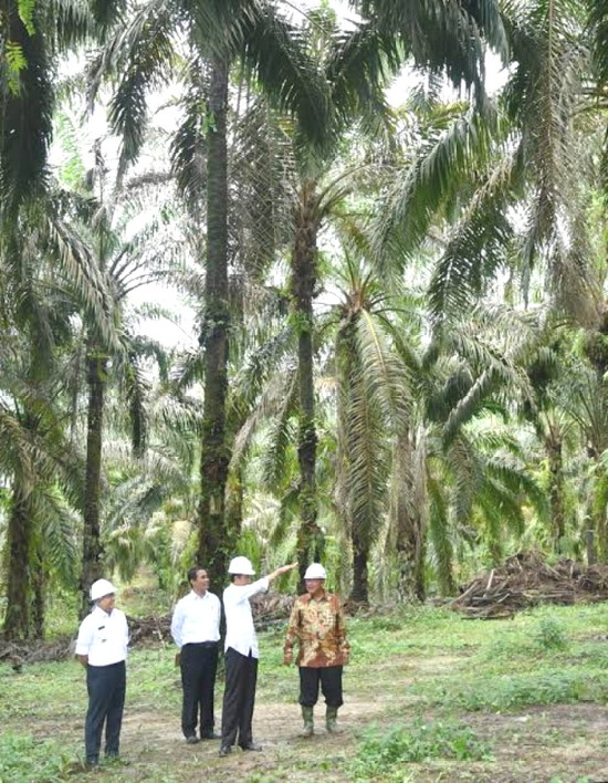 Luluh Lantak! Tahura Diduga Digarap PT Raka Milik Dedi Handoko Luluh Lantak! Tahura Diduga Digarap PT Raka Milik Dedi Handokoi