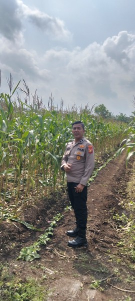 Polsek Kampar Konsisten Dukung Ketahanan Pangan Nasional, Rutin Pantau Pertumbuhan Jagung di Desa Kayu Aro
