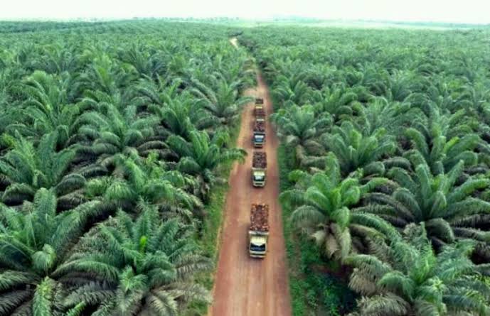 Formasi: Putusan MA Lahan Sawit 3000 Hektare Lebih Milik PT. PJS di Riau Ilegal Formasi: Putusan MA Lahan Sawit 3000 Hektare Lebih Milik PT. PJS di Riau Ilegali