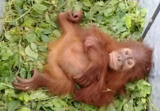 KLHK Gagalkan Penyelundupan Orangutan di Dalam Bus KLHK Gagalkan Penyelundupan Orangutan di Dalam Busi