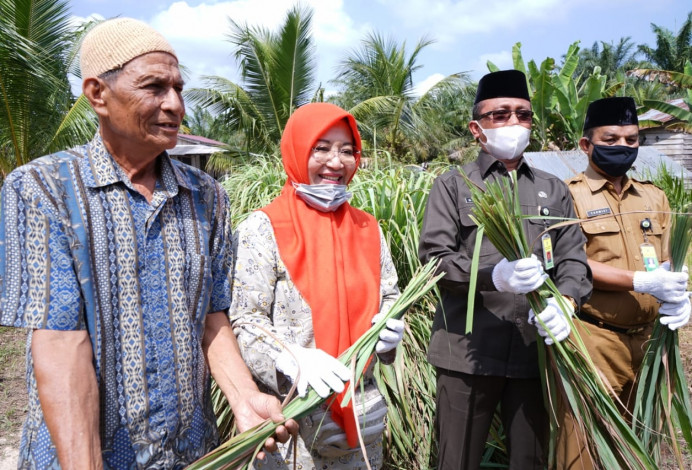 Siak Punya Penyulingan Ekstrak Daun Serai Wangii