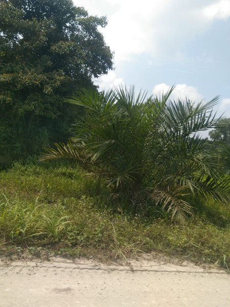Hutan Desa Buluh Apo Luluh Lantak, Mafia Lahan Diduga Bermain di Zona Lindung