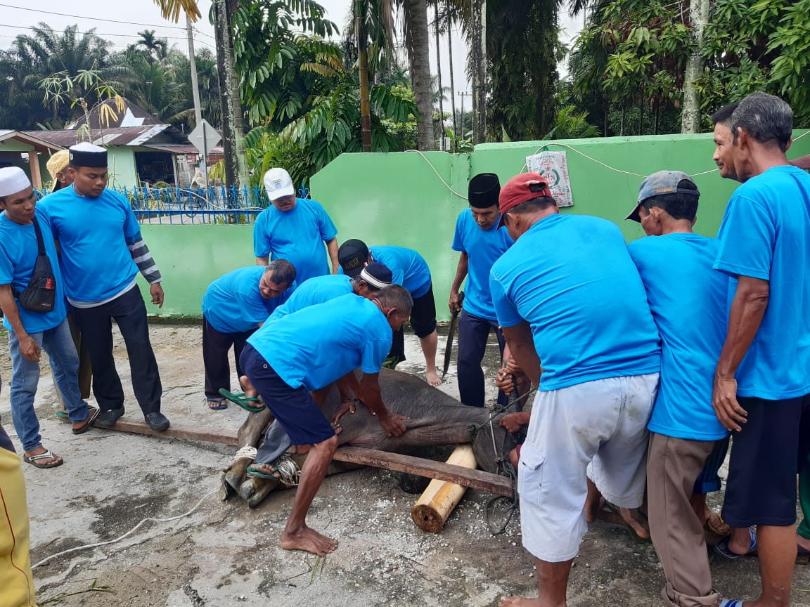 Warga Desa Pangkalan Baru Siak Hulu 'Tumbangkan' 38 Ekor Hewan Kurban Tahun Ini Warga Desa Pangkalan Baru Siak Hulu 'Tumbangkan' 38 Ekor Hewan Kurban Tahun Inii