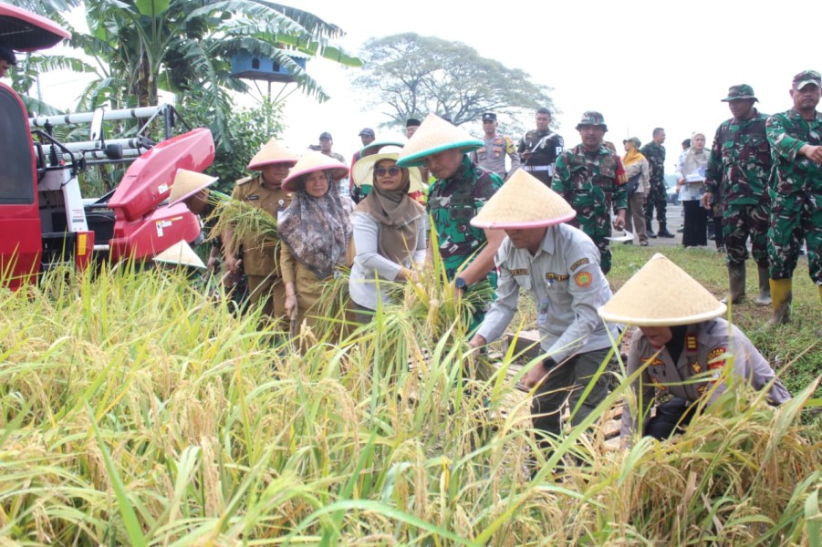 Danrem 051/WKT Bersama Aster Kasdam Jaya Laksanakan Panen Raya Padi Demplot Sinar Mentari di Lahan Pertanian Terpadu Wanajaya, Cibitung Kab. Bekasi Danrem 051/WKT Bersama Aster Kasdam Jaya Laksanakan Panen Raya Padi Demplot Sinar Mentari di Lahan Pertanian Terpadu Wanajaya, Cibitung Kab. Bekasii