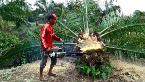 22 Ribu Ha Sawit di Riau Jadi Target Replanting Tahun 2018 22 Ribu Ha Sawit di Riau Jadi Target Replanting Tahun 2018i