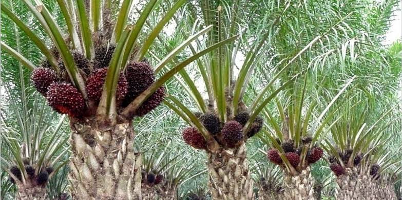 Riau Targetkan 11.000 Ha Replanting Sawit Masyarakat Riau Targetkan 11.000 Ha Replanting Sawit Masyarakat