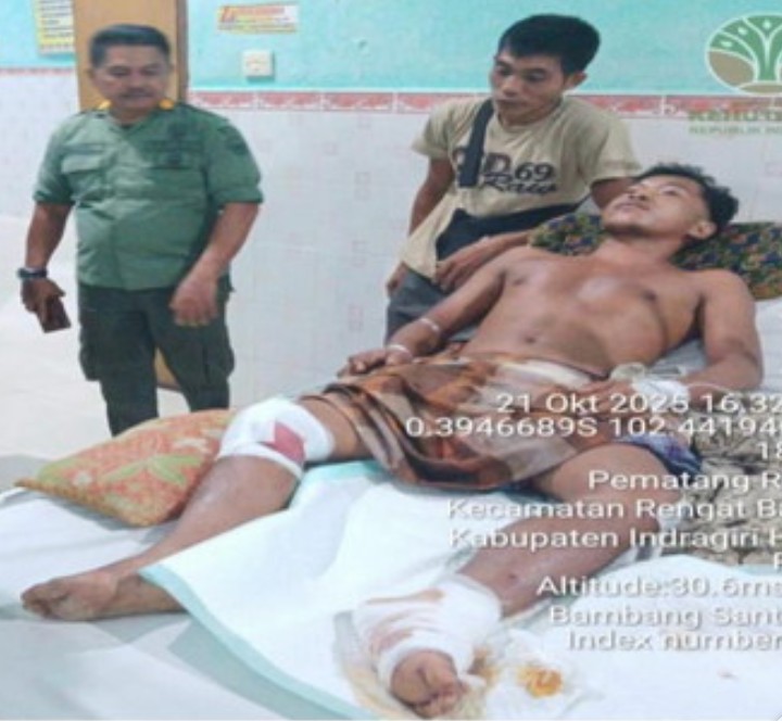 Si Raja Hutan Serang Warga Saat Mencari Damar di Kawasan TNBT Si Raja Hutan Serang Warga Saat Mencari Damar di Kawasan TNBT