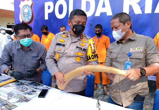 Polda Riau Bekuk 3 Pelaku Perdagangan Gading Gajah, Satu Ternyata PNS Polda Riau Bekuk 3 Pelaku Perdagangan Gading Gajah, Satu Ternyata PNSi