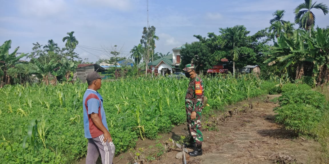 Sukseskan TMMD Ke 110 Kodim 0313/KPR, Babinsa Desa Pandau Jaya Sambangi Petani Jagung Sukseskan TMMD Ke 110 Kodim 0313/KPR, Babinsa Desa Pandau Jaya Sambangi Petani Jagungi
