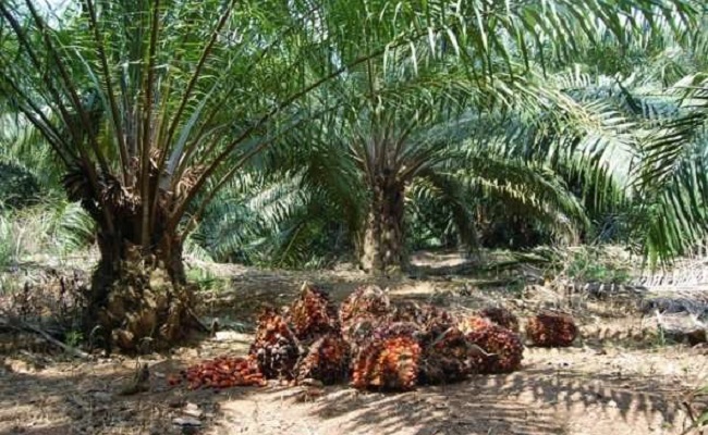 Gubri akan Bahas Harga Sawit di Rakor Gubernur se-Sumatera Gubri akan Bahas Harga Sawit di Rakor Gubernur se-Sumaterai