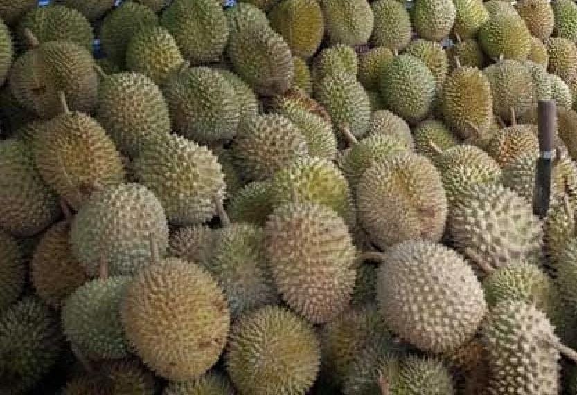 Banyak Pedagang Nakal, Wisatawan di Pekanbaru Keluhkan Harga Durian Tak Wajar Banyak Pedagang Nakal, Wisatawan di Pekanbaru Keluhkan Harga Durian Tak Wajar