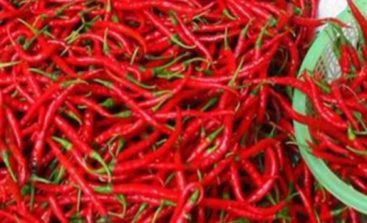 Harga Cabai Di Bengkalis Tembus Rp 110 Perkilogram Harga Cabai Di Bengkalis Tembus Rp 110 Perkilogrami