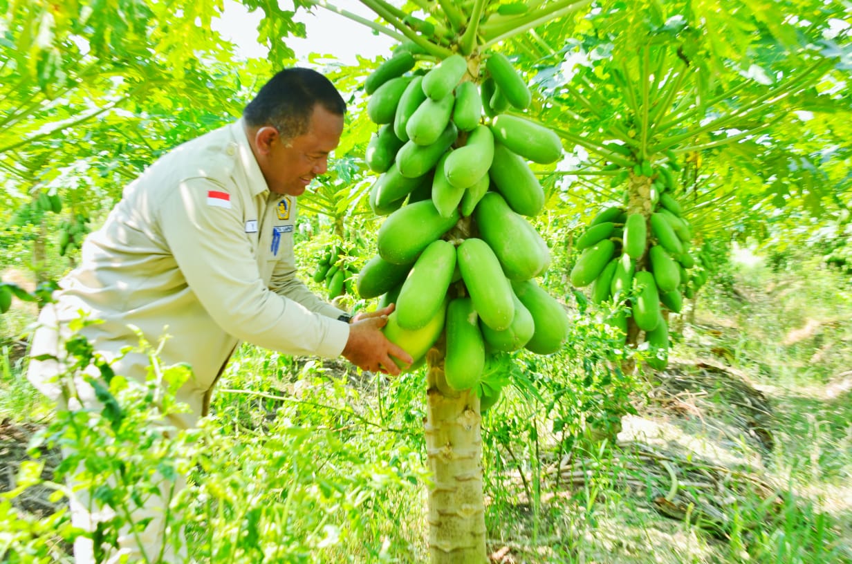 Sekda Kampar Kunjungi Ladang Padi Dan Pepaya Madu Di Desa Pulau Birandang Sekda Kampar Kunjungi Ladang Padi Dan Pepaya Madu Di Desa Pulau Birandangi
