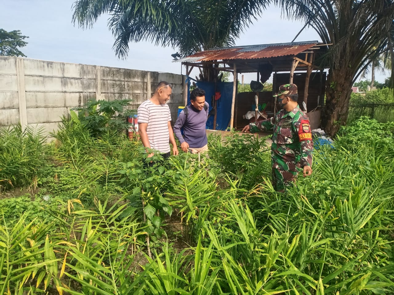 Dukungan TMMD Ke 110 Kodim 0313/KPR, Babinsa Koramil 06/SH Sambangi Petani Jahe Dukungan TMMD Ke 110 Kodim 0313/KPR, Babinsa Koramil 06/SH Sambangi Petani Jahei