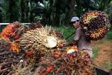 Harga TBS Sawit Riau periode 10-16 Agustus 2022 Naik