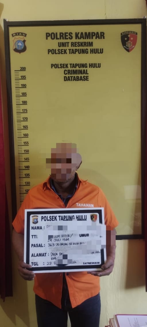 Curi 1.445 Tandan Sawit Milik PT BSP, Otak Pelaku Pencurian di Ringkus Polisi Curi 1.445 Tandan Sawit Milik PT BSP, Otak Pelaku Pencurian di Ringkus Polisii