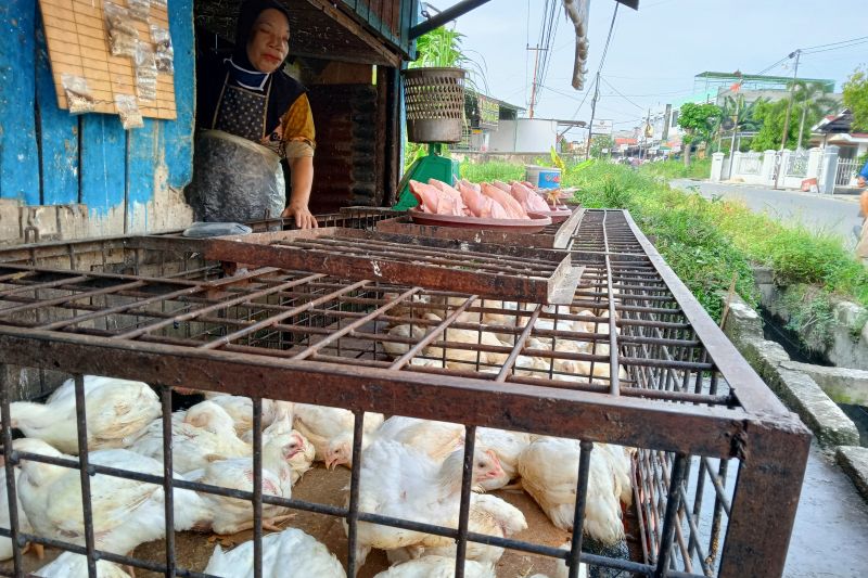 Penyebab Naiknya Harga Tiga Komoditas Bahan Pokok di Riau Penyebab Naiknya Harga Tiga Komoditas Bahan Pokok di Riaui