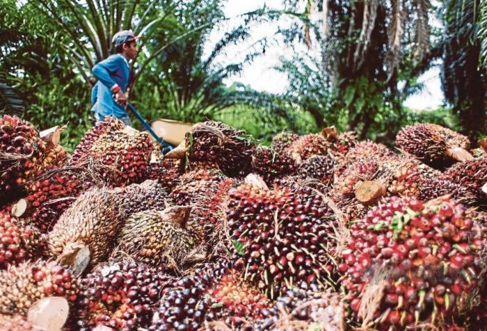 Pasca sidak abal-abal oknum Ketua DPRD Kuansing, harga sawit makin terjun bebas Pasca sidak abal-abal oknum Ketua DPRD Kuansing, harga sawit makin terjun bebasi