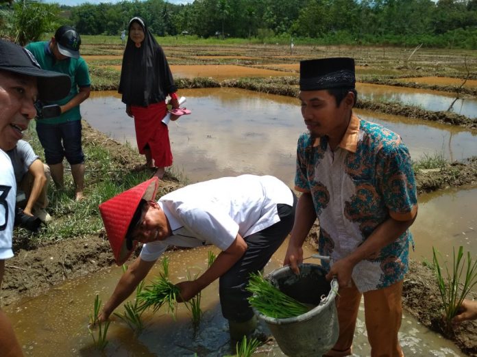 Kampanye Dialogis, Firdaus Tanam Padi di Pulau Sarak Kampanye Dialogis, Firdaus Tanam Padi di Pulau Saraki