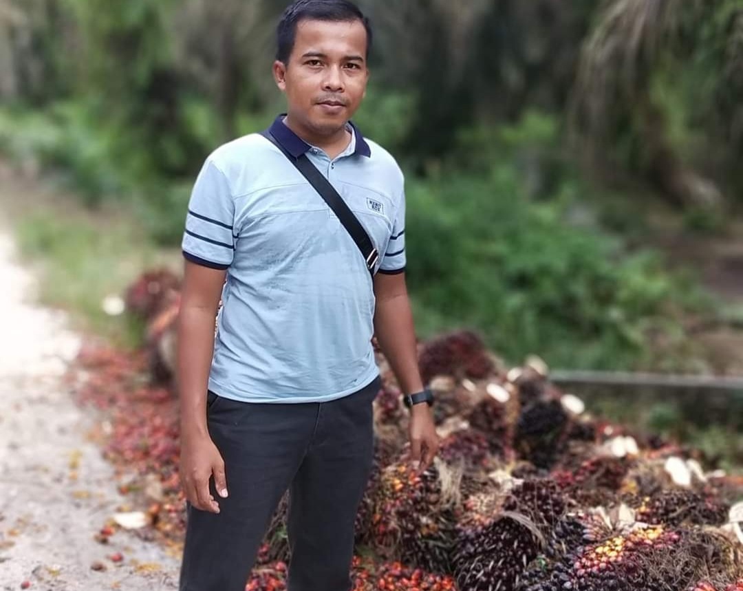 Naik-naik ke Puncak Gunung, Harga Sawit di Riau Semakin Melambung Naik-naik ke Puncak Gunung, Harga Sawit di Riau Semakin Melambungi