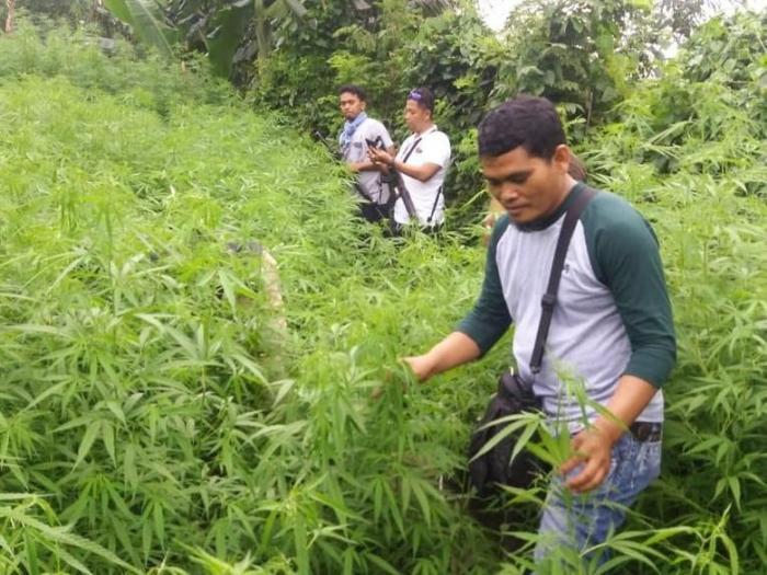 Aparat Bongkar Ladang Ganja Seluas 1,5 Ha di Purwakarta Aparat Bongkar Ladang Ganja Seluas 1,5 Ha di Purwakartai