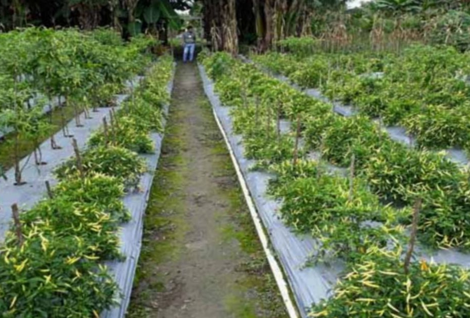 TPID Riau Gerakan Tanam 65.000 Bibit Cabai di Pekarangan