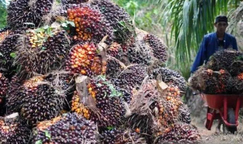 Harga TBS Sawit di Riau Turun Rp424,81/kg Harga TBS Sawit di Riau Turun Rp424,81/kgi