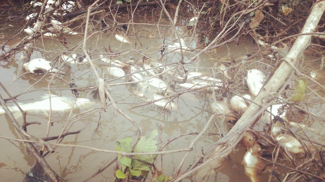 Air Sungai Tapung Kampar Tercemar Limbah Pabrik, Ikan-ikan Mati Membusuk Air Sungai Tapung Kampar Tercemar Limbah Pabrik, Ikan-ikan Mati Membusuki