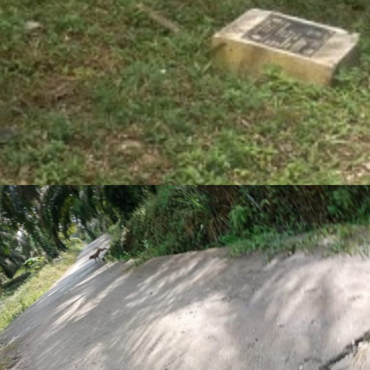 Jalan ke Kebun Kades di Semenisasi Pakai DD, ini Kritik 'Pedas' LPK Riau Jalan ke Kebun Kades di Semenisasi Pakai DD, ini Kritik 'Pedas' LPK Riaui