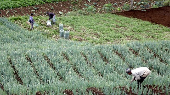 Koalisi soal Food Estate: Petani Justru Utang Sana-Sini Koalisi soal Food Estate: Petani Justru Utang Sana-Sinii