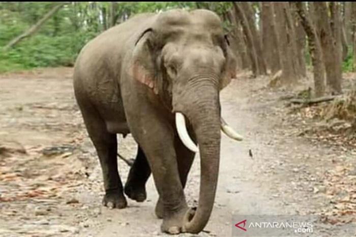 Diduga Akibat Karhutla, Kelompok Gajah Sumatera Geruduk Kebun Warga di Riau Diduga Akibat Karhutla, Kelompok Gajah Sumatera Geruduk Kebun Warga di Riaui