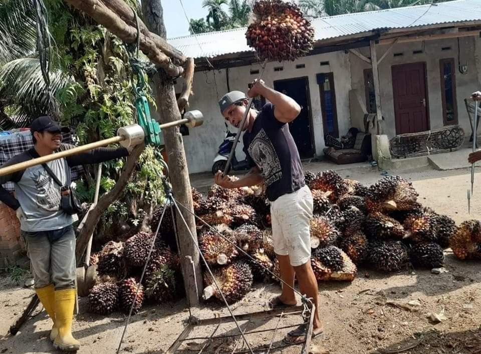 Alhamdulillah, Harga Sawit di Riau Naik Lagi Alhamdulillah, Harga Sawit di Riau Naik Lagii