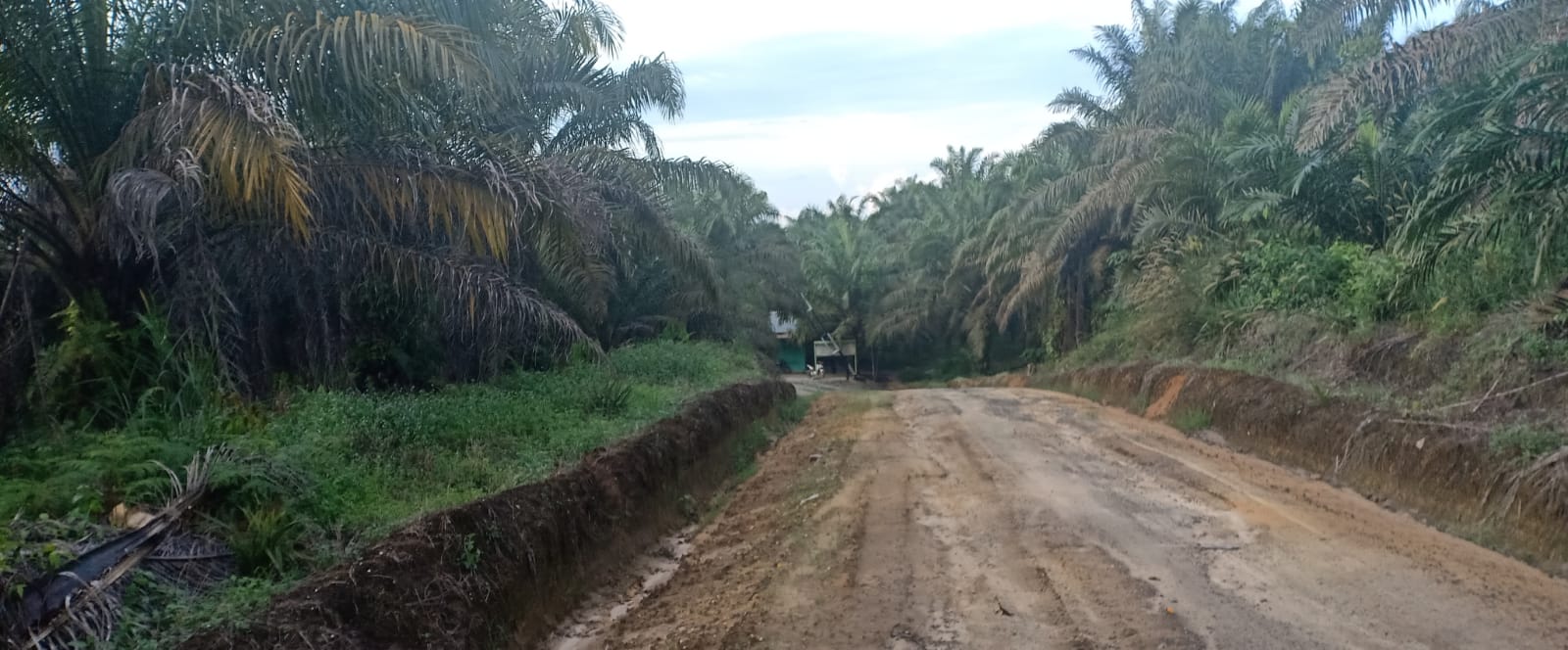 Meski Legalitas Koperasi Jelas, PTPN V Diduga Enggan Bekerja Sama Meski Legalitas Koperasi Jelas, PTPN V Diduga Enggan Bekerja Samai