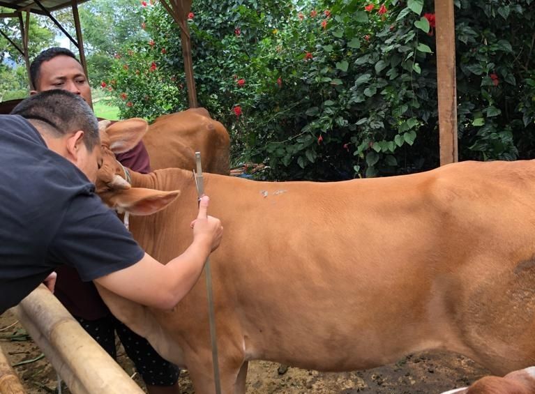 Pemko Kota Pekanbaru Pastikan Pasokan Daging Sapi Aman Hingga Lebaran Pemko Kota Pekanbaru Pastikan Pasokan Daging Sapi Aman Hingga Lebarani