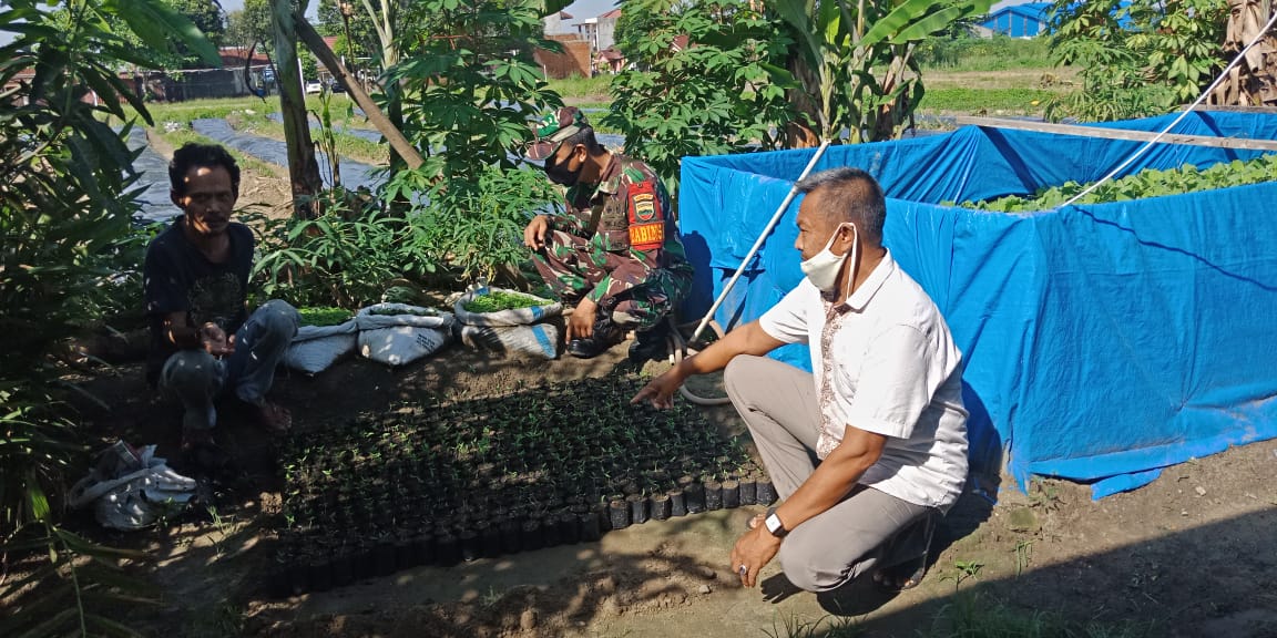 Babinsa Koramil 06/SH Lakukan Kegiatan Komsos Dengan Petani Cabe Babinsa Koramil 06/SH Lakukan Kegiatan Komsos Dengan Petani Cabei