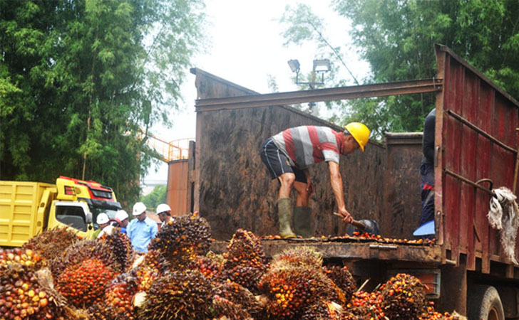 Gubri Tegaskan PKS di Riau Beli TBS Sesuai Harga dari Pemerintah Gubri Tegaskan PKS di Riau Beli TBS Sesuai Harga dari Pemerintahi