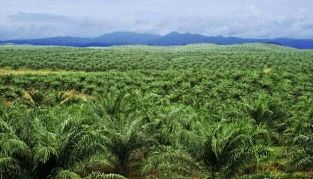DPRD RIAU DIMINTA HEARING PT. AGRO SARIMAS  INDONESIA.i