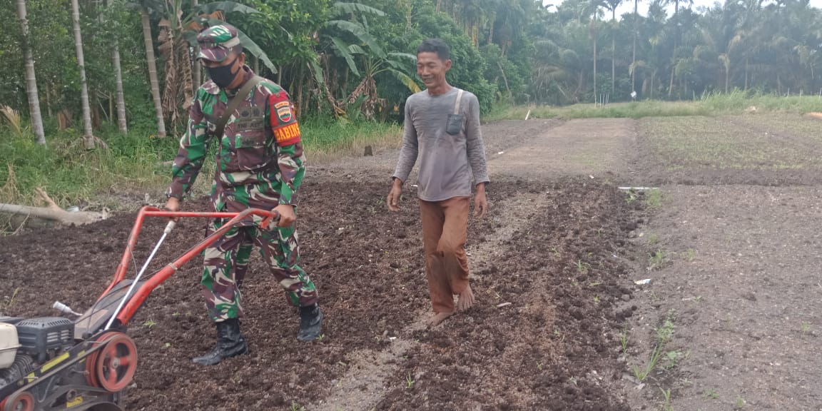 TMMD Ke 110 Kodim 0313/KPR, Babinsa Koramil 06/SH Dampingi Petani Buka Lahan Pertanian TMMD Ke 110 Kodim 0313/KPR, Babinsa Koramil 06/SH Dampingi Petani Buka Lahan Pertaniani