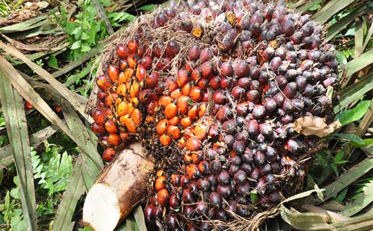 Harga TBS Sawit di Kuansing Turun Lagi, Apkasindo Menduga Ada Permainan Harga Harga TBS Sawit di Kuansing Turun Lagi, Apkasindo Menduga Ada Permainan Hargai