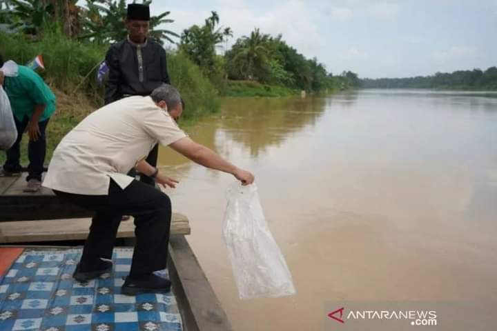 Gubernur Riau semai 154.686 benih ikan baung di Sungai Indragiri Gubernur Riau semai 154.686 benih ikan baung di Sungai Indragirii