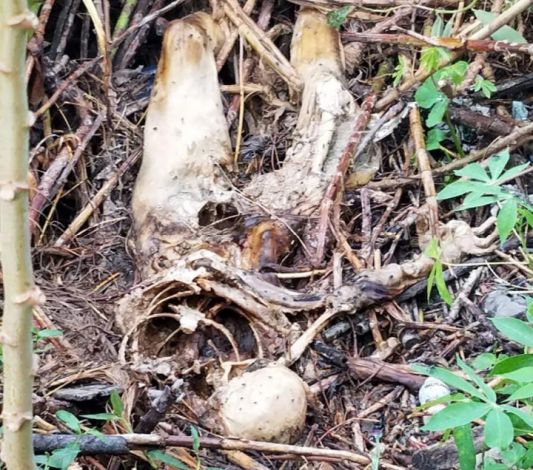 Kerangka Manusia Ditemukan Dibelakang SPBU di Pekanbaru