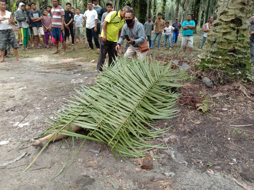 Ada Mayat Perempuan di Kebun Sawit Plasma Sungai Putih, ini Identitasnya Ada Mayat Perempuan di Kebun Sawit Plasma Sungai Putih, ini Identitasnyai
