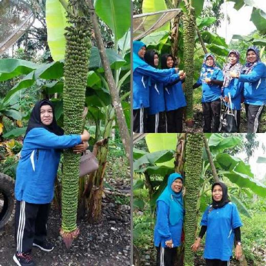 Tandan Buah Pisang Sepanjang 2 Meter Hebohkan Warga Rokan Hulu Tandan Buah Pisang Sepanjang 2 Meter Hebohkan Warga Rokan Hului