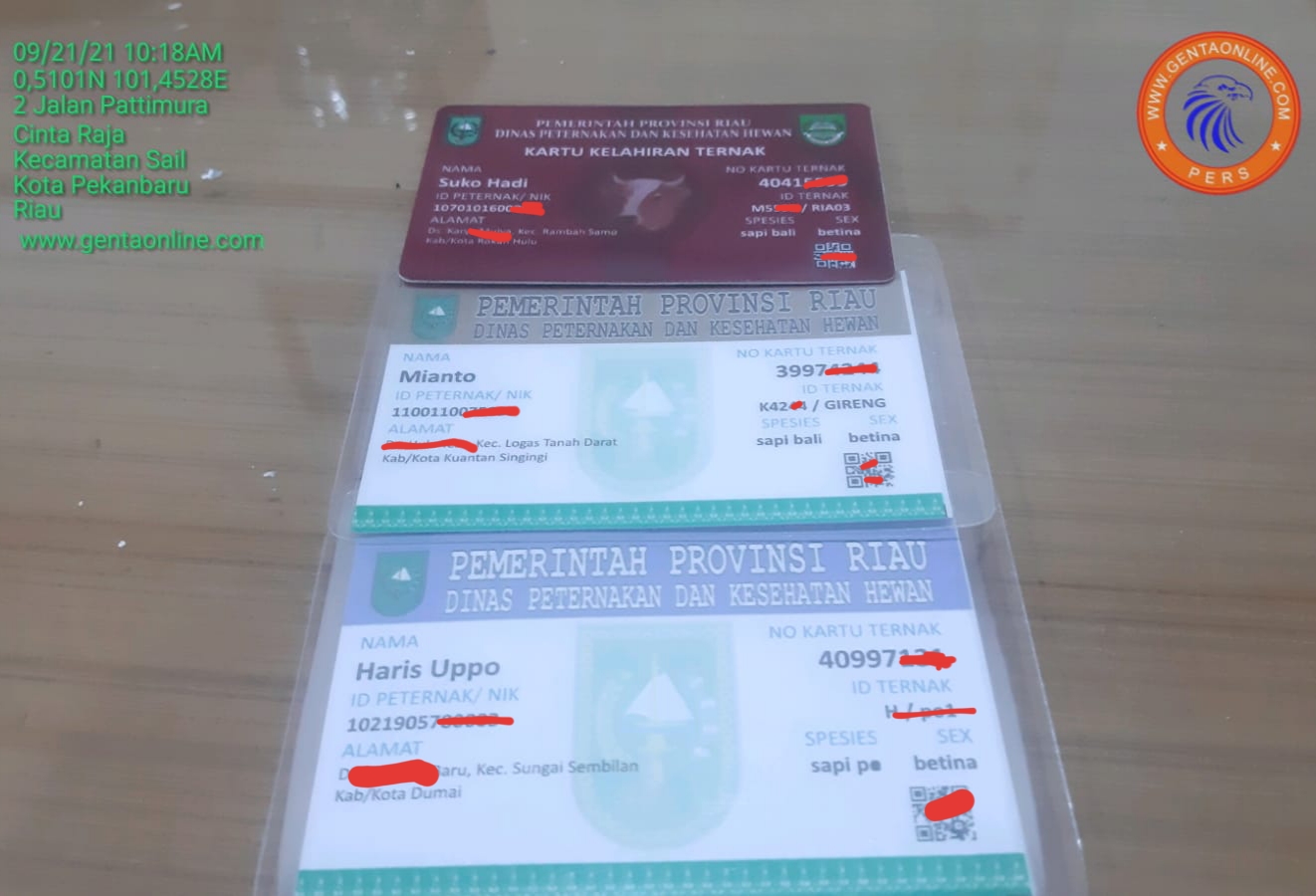 Tak Hanya Masyarakat, Akhir Tahun Nanti Sapi di Riau Punya Kartu Identitas Tak Hanya Masyarakat, Akhir Tahun Nanti Sapi di Riau Punya Kartu Identitasi