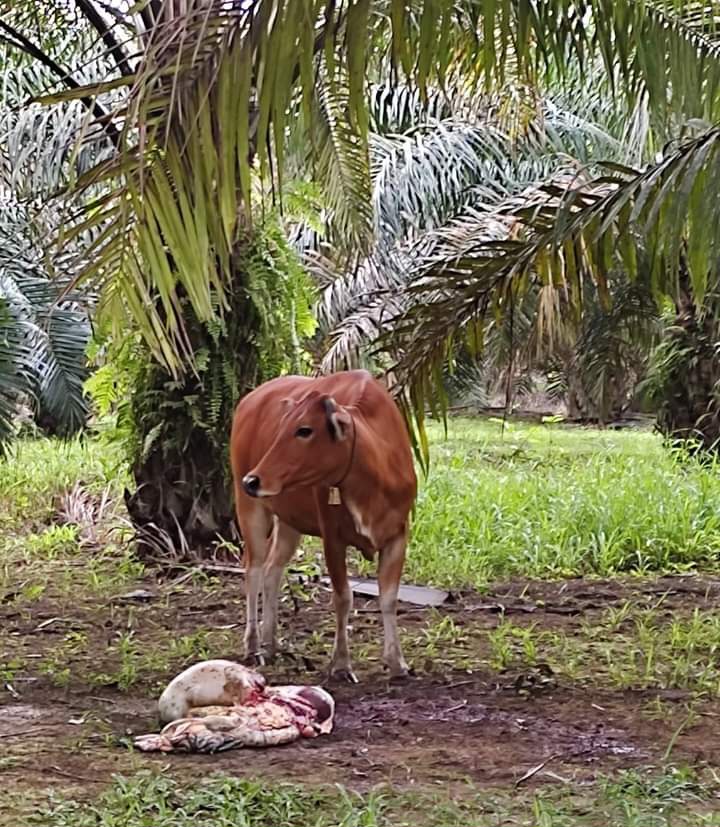 Maling Sawit dan Sapi Menggila, Warga Desa Pangkalan Baru Resahi