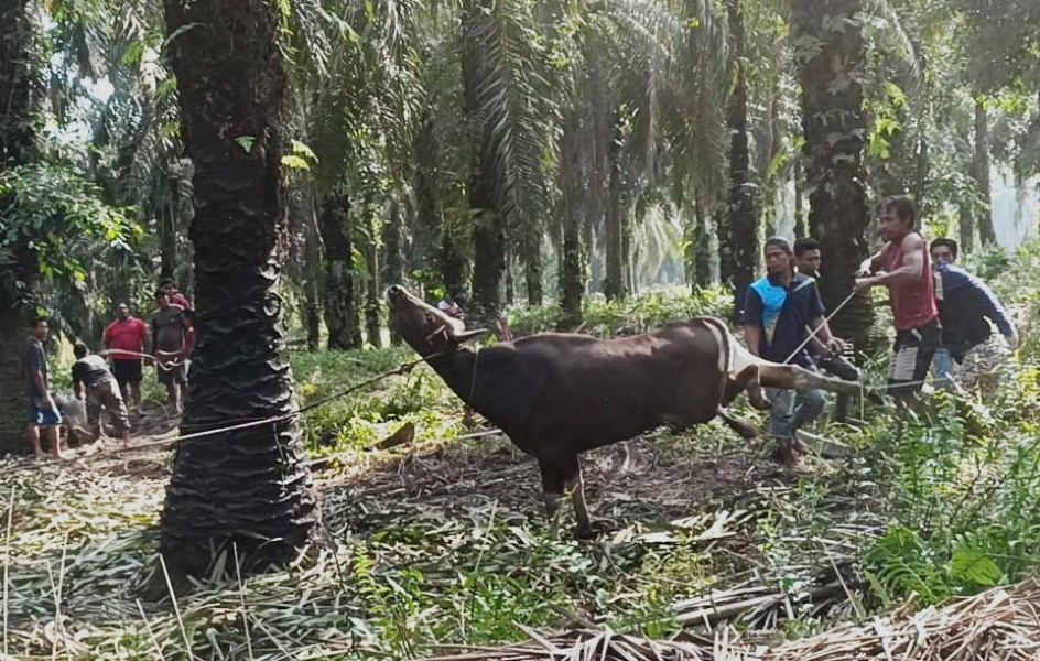 Semarak Idul Adha 1444 H, Warga Nanjak Makmur PT. SA Kurbankan 2 Ekor Sapi Semarak Idul Adha 1444 H, Warga Nanjak Makmur PT. SA Kurbankan 2 Ekor Sapii