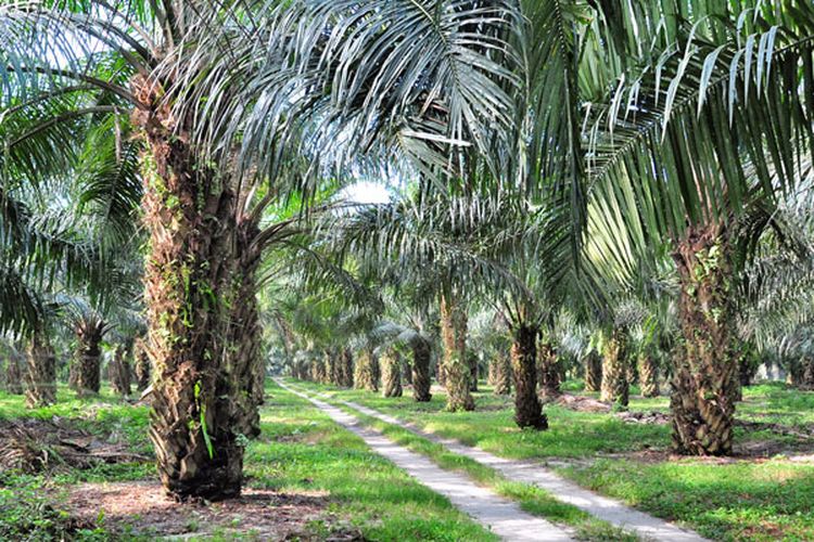 China Berminat Tinggi, Harga Sawit Riau Naik China Berminat Tinggi, Harga Sawit Riau Naiki