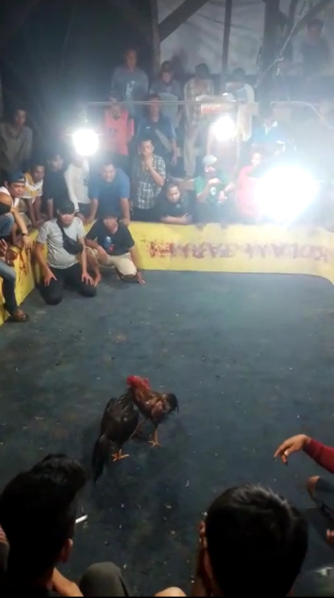 Ketangkasan Ayam Mania Perjudian Atau Tidak,, Kenapa Kicau Mania dan Mancing Mania Bukan Judi, Kenapa APH Pekanbaru, Bersikaplah.