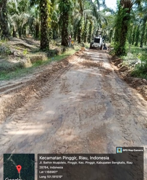 Lahan Hutan Konservasi Di Desa Buluh Apo Kecamatan Pinggir Kab. Bengkalis Berubah Menjadi Lahan Sawit. Kepala Desa dan Oknum DLHK Punya Peran !!!i